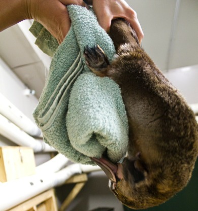 A platypus “envenomating” a defenseless towel. (Image: Christie Wilcox)